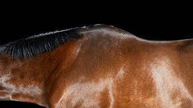 CAV Widerrist Exterieur