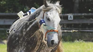 CAV 08_2010 Kappzaum Messungen_09 (jpg)