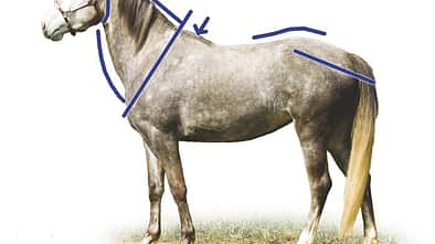 CAV_0607_Exterieur_Dehnung_c034_03_Ellinger (jpg)