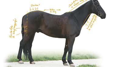 CAV_0507_Exterieur_Senkruecken_c042_potucek (jpg)