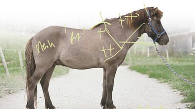 CAV 1103 Exterieur Islaender_c056_05b (jpg)