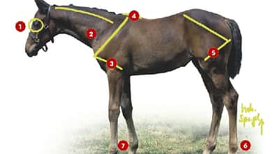 CAV 0803 Fohlen_02_Adel (jpg)