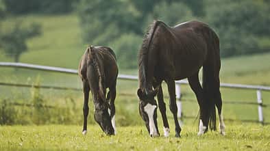 CAV 0210 Pferd Pur Schuesslersalze 1 (jpg)