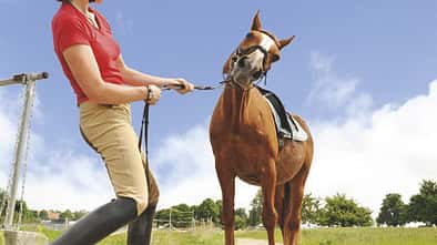 CAV Platzsaure Pferde