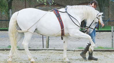 CAV Hilfszügel Teil 5 Bild 3