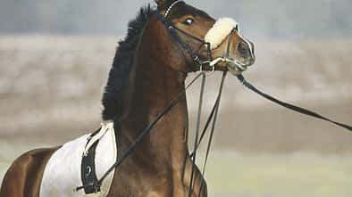 CAV Hilfszügel Teil 4 Bild 1