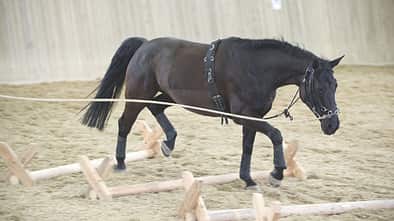 CAV Cavaletti-Arbeit Dietz