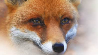 CAV_0408_tollwutimpfung