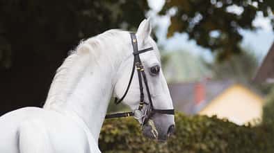 CAV Lipizzaner Nima