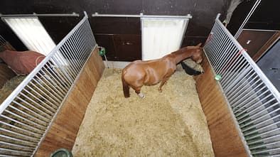 CAV Überwachung Stall