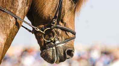 CAV Studie Gebiss Nasenriemen