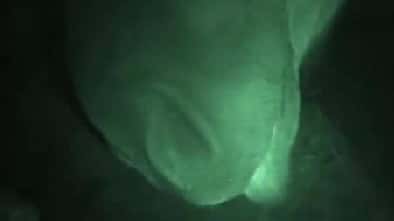 CAV Offenstall Stall Box nachts Weide Video