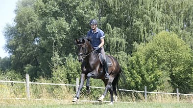 CAV Dressur Gelände Ralf Kornprobst  Rappe