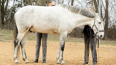 cav-201906-cavallo-coach-6-lir1990-v-amendo (jpg)