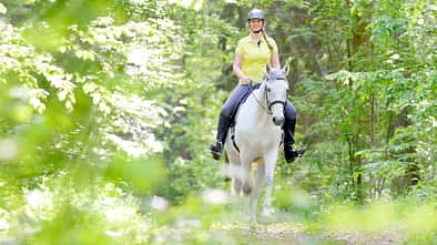 Knigge im Wald