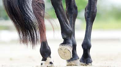CAVALLO Nimm die Beine in die Hand Nimm die Beine in die Hand