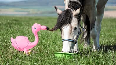 Schreck, lässt nach!