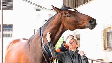 „Meine Stute ist beim Reiten auf der Flucht“