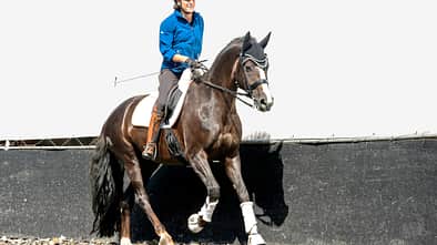 CAVALLO hautnah