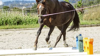 Pferd beim Longieren über Stangen