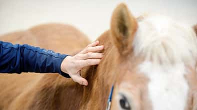 Haflinger mit Hand, die ihn am Hals berührt