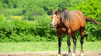 Kompendium Magenschmerzen