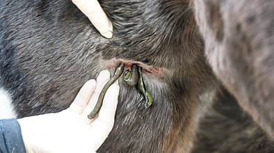 Cavallo hautnah