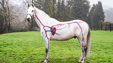 CAVALLO Anatomie Serie