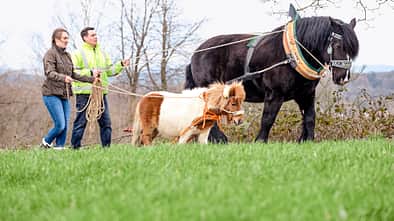 Shetty als Holzrückepferd
