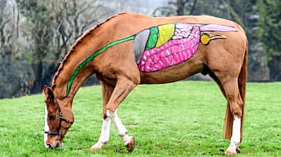 CAVALLO Anatomie des Pferds