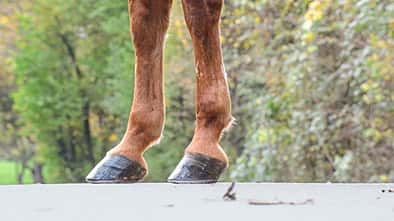 Medizin Kompendium Arthrose