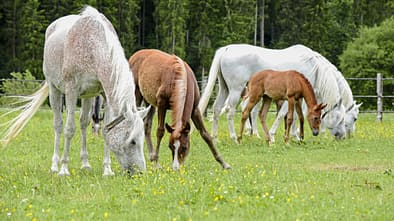 Medizin Kompendium Melanome