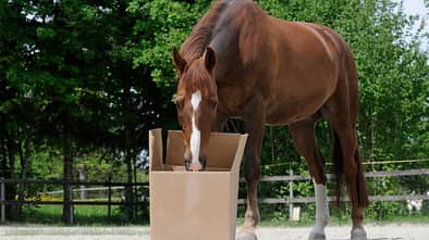 CAVALLO Geschlechter