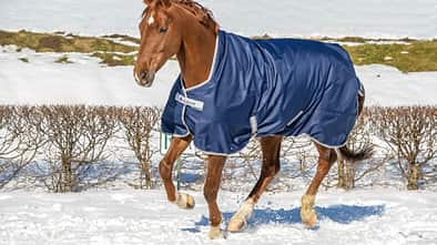 Pferd im Schnee mit Pferdedecke