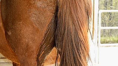 Medizin Kompendium Kotwasser