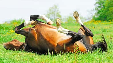 CAVALLO Medizin-Kompendium Nierenentzündung Medizin-Kompendium Nierenentzündung