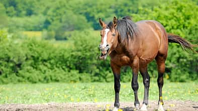 Ein gähnendes Pferd.