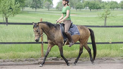 Pferd und Reiterin im Trab