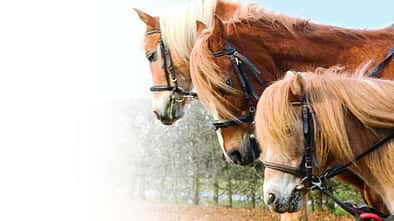 Ponys mit Ausbindern