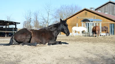 Harmonie im Offenstall
