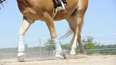 bandagiertes Pferd