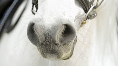 Zu Fuß unterwegs mit Pferd