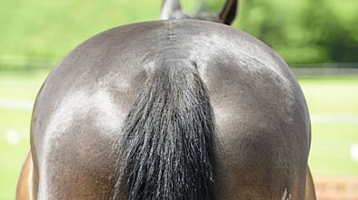 CAVALLO Tragkraft-Check Tragkraft-Check
