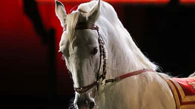 Side view portrait of a thoroughbred lipizzaner horse