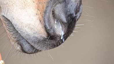 Pferdeschnauze mit laufender Nase