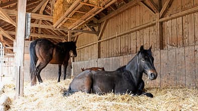 Clevere Stallbau-Konzepte