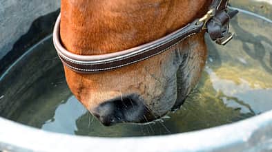 Wasser-Test