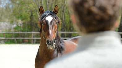 TSP Neues Horsemanship