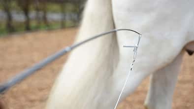 Praxistest Longierpeitschen