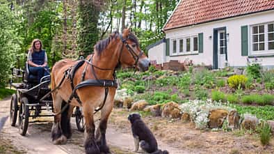 Report Waldfarmliebe